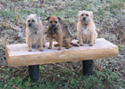 3 dogs on bench