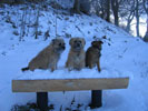 3 dogs on snowy bench